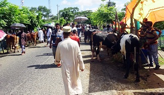 মোড়েলগঞ্জে শেষ মুর্হতে জমে উঠেছে পশুরহাট