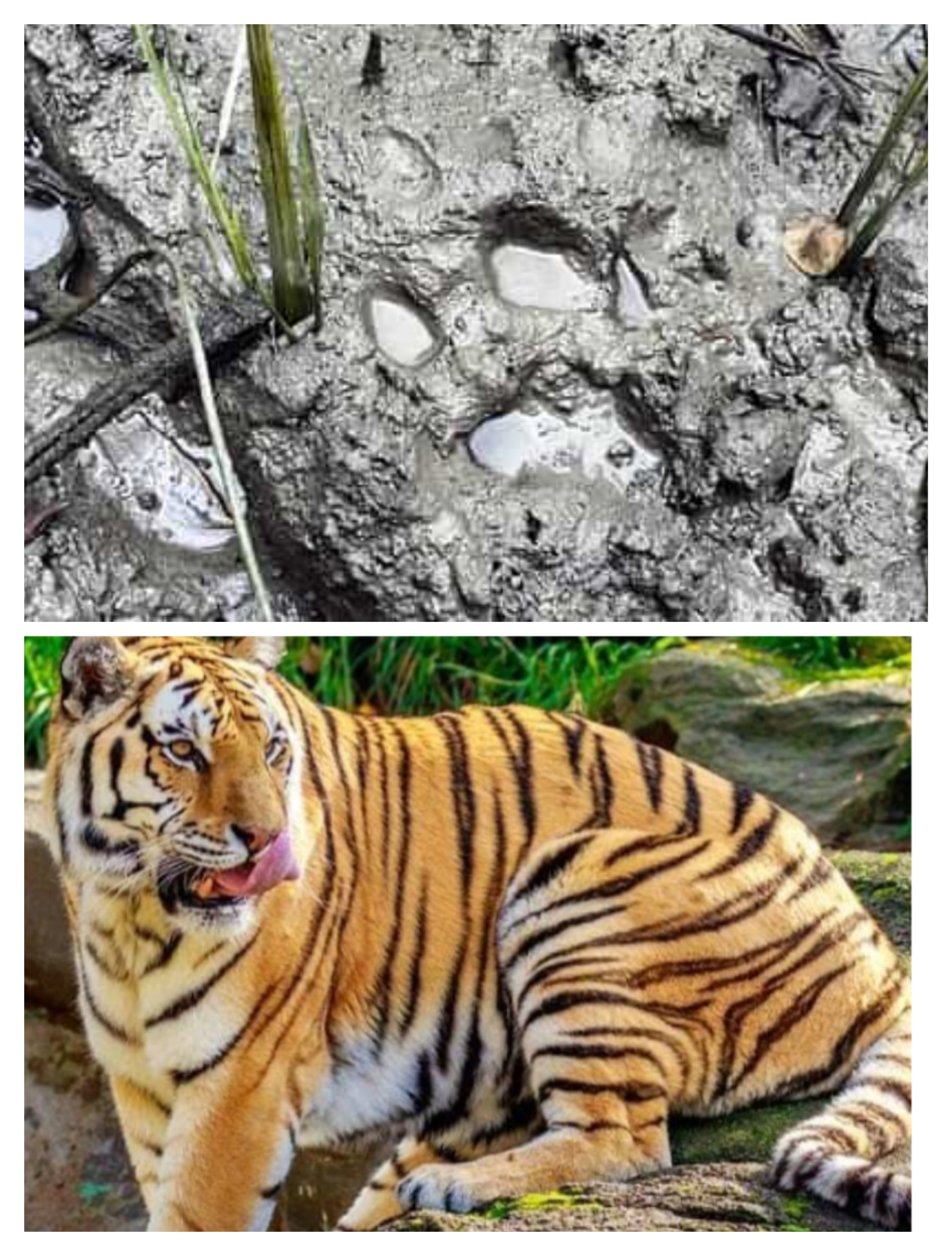 সুন্দরবনের বাঘ লোকালয়ে , লোকজন আতঙ্কে