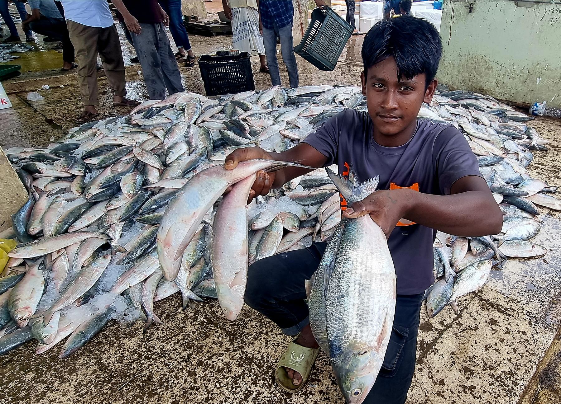 সাগরে ইলিশ ধরা পড়ছে ভালোই, তবে বড় নয়