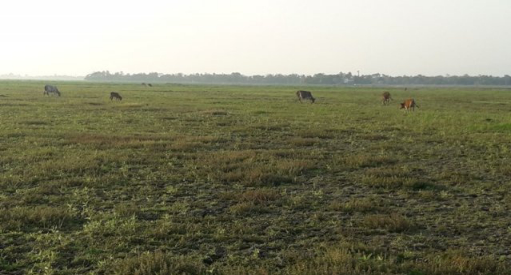 লক্ষ্মীপুরে বৃষ্টির জন্য হাহাকার, আমন রোপন ব্যহত