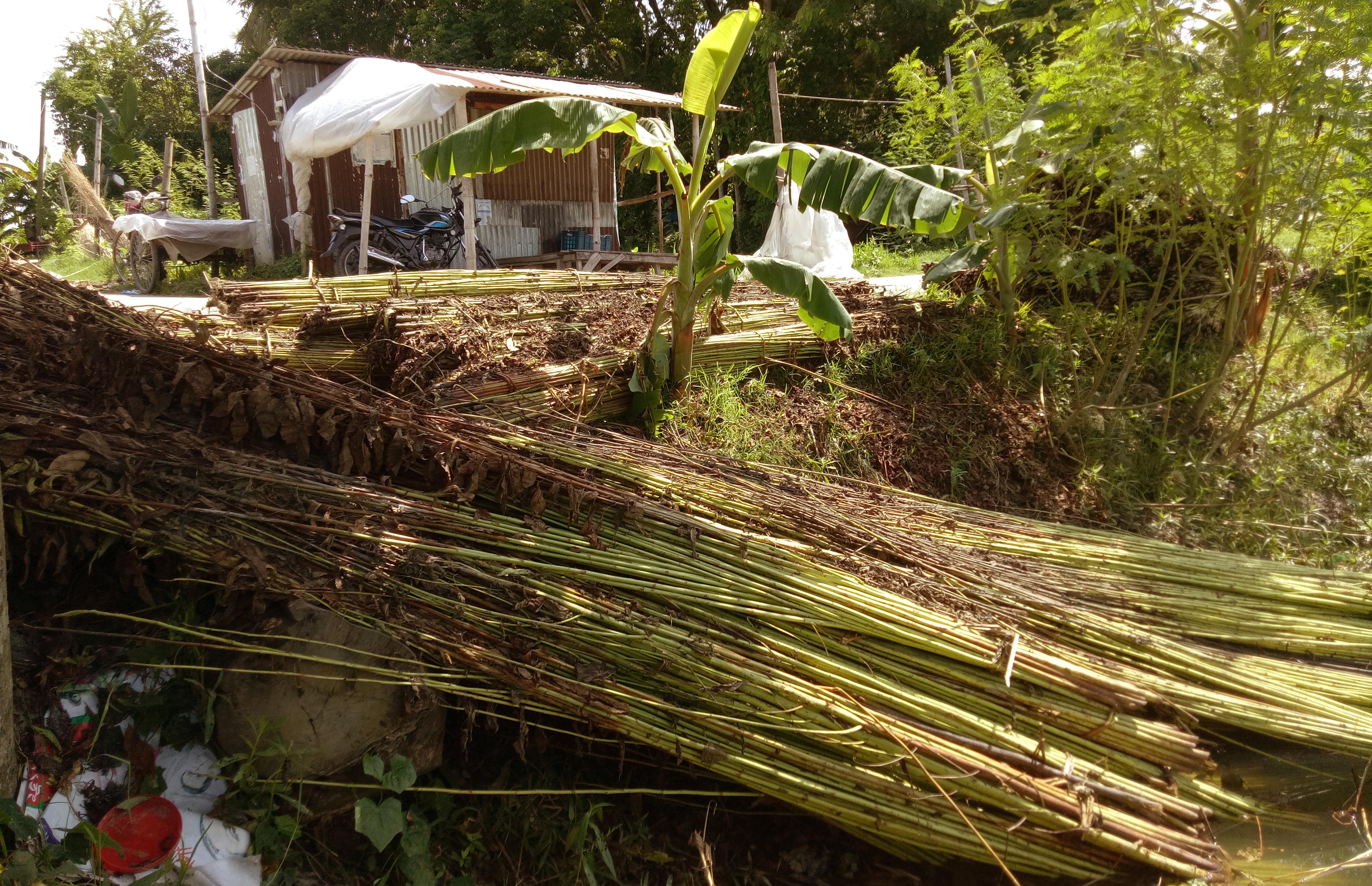 পানির অভাব: কৃষকদের পাট জাগ নিয়ে শঙ্কা