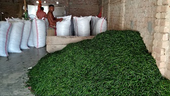 ফরিদপুরে চড়া মুল্য কাঁচা মরিচের, ৮ হাজার টাকা মণ