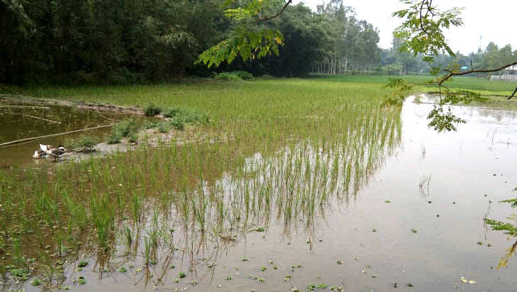 আদালতের নির্দেশ অমান্য করে জমি দখল: প্রতিবাদ করায় মারধর