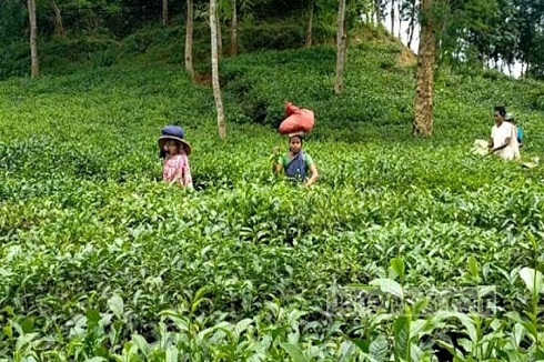 সিলেটের চা শ্রমিকরা কাজে ফিরেছেন