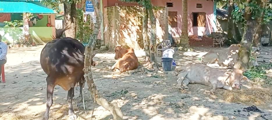 রামুতে মায়ানমার থেকে ঢুকছে গরু, ৪ টি জব্দ
