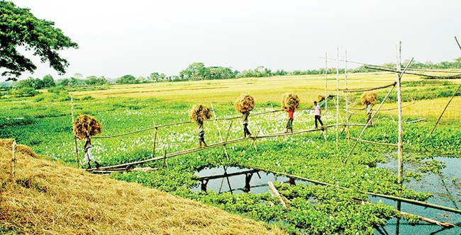 শীতের আগমনী বার্তা নিয়ে হেমন্ত এলো প্রকৃতি জুড়ে