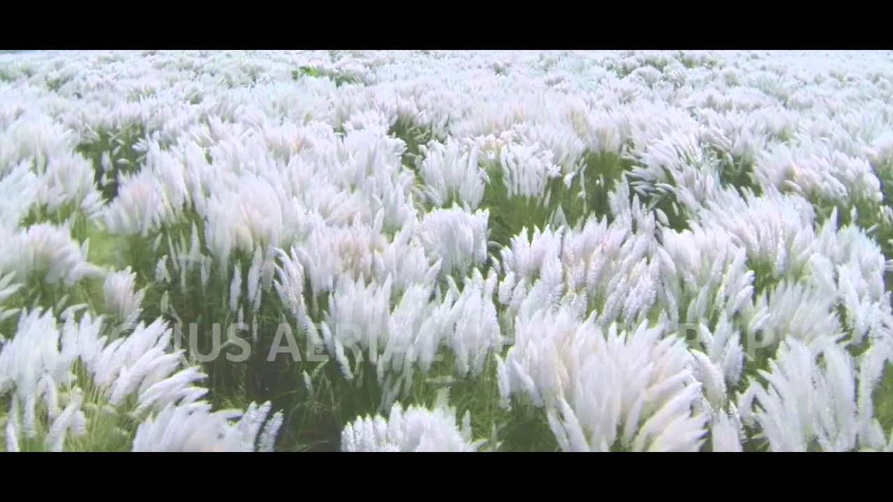 কাশফুলের অপরূপ সৌন্দর্যে গোপালগঞ্জ