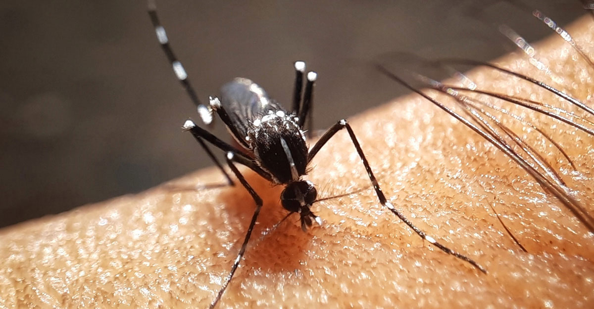 ডেঙ্গুতে আরও ৪ মৃত্যু, হাসপাতালে ভর্তি ৮৯৬