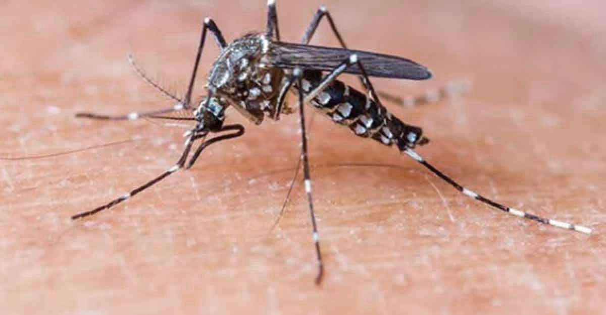 ডেঙ্গুতে আরও তিনজনের মৃত্যু, হাসপাতালে ভর্তি ৮৯৯