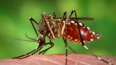 ডেঙ্গুতে মৃত্যু ১ জনের , শনাক্ত ২৬৬
