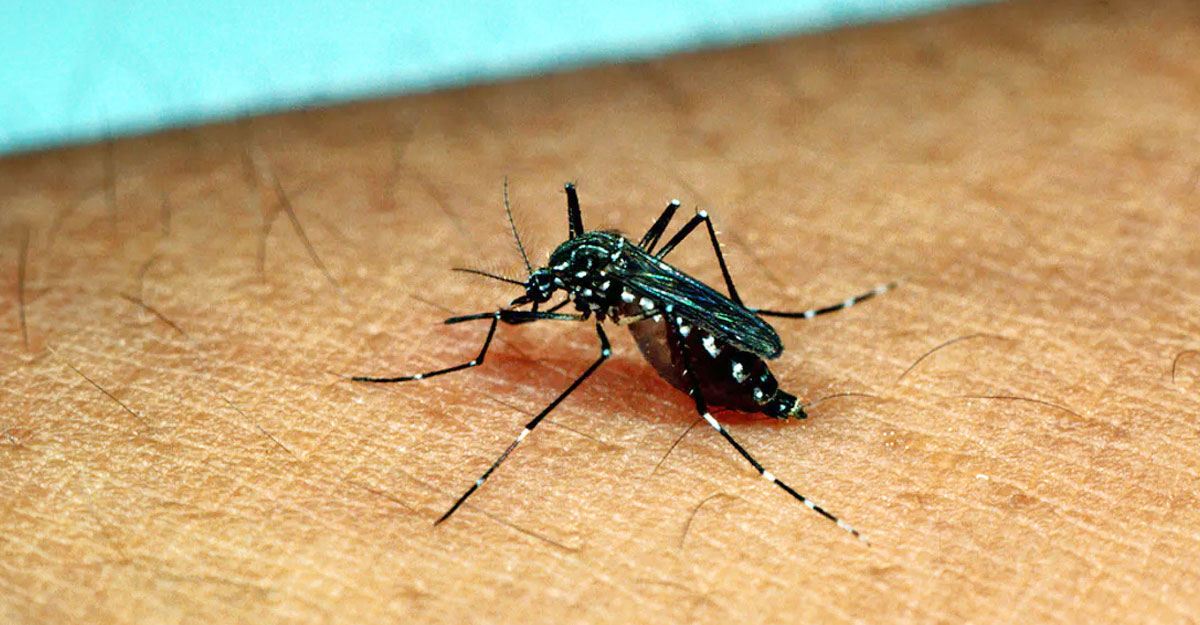 একদিনে ৯১৮ ডেঙ্গু রোগী হাসপাতালে, মৃত্যু দুইশ ছুঁইছুঁই