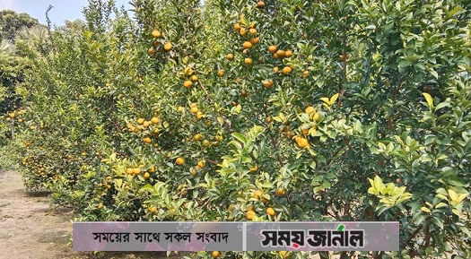 আমদানি নির্ভরতা কমিয়ে, বাড়ছে দেশে উৎপাদিত কমলার চাহিদা