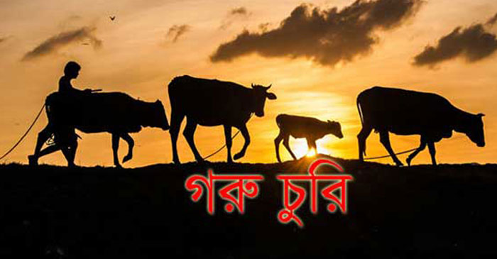 গরু চুরির আতঙ্কে র্নিঘুম রাত কাটাচ্ছেন নোয়াখালীর খামারিরা
