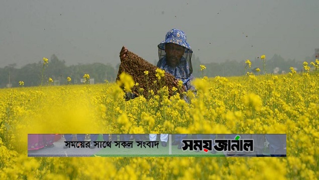 বাড়ছে সরিষার উৎপাদন আর আমরা পাচ্ছি খাঁটি মধু