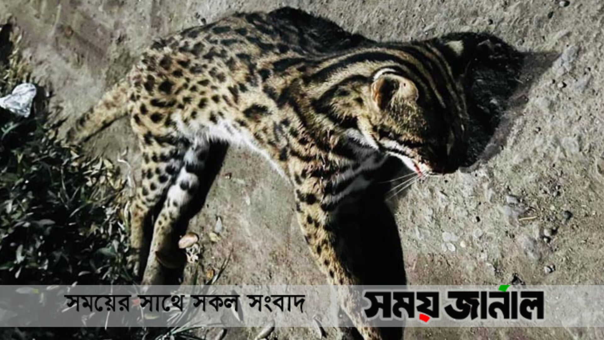 নোয়াখালীতে সড়কে মিলল মেছোবাঘের মরদেহ