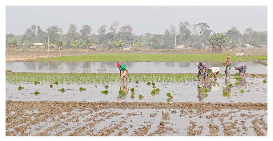 খরচ কম: সাতক্ষীরায় মাছের ঘেরে বাড়ছে বোরো ধানের আবাদ