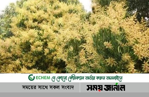 গুটি আসা শুরু, রফতানি করে লাভের আশা কৃষকদের