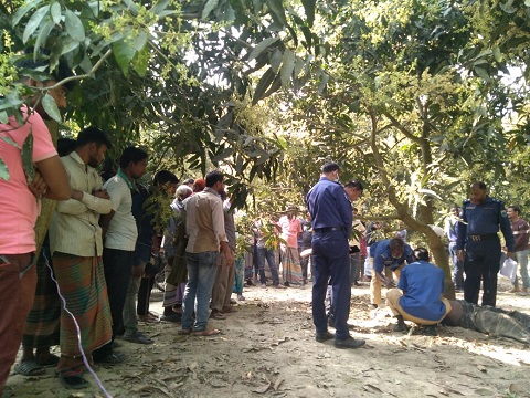 নাটোরে আমবাগান থেকে ইজি বাইক চালকের মরদেহ উদ্ধার