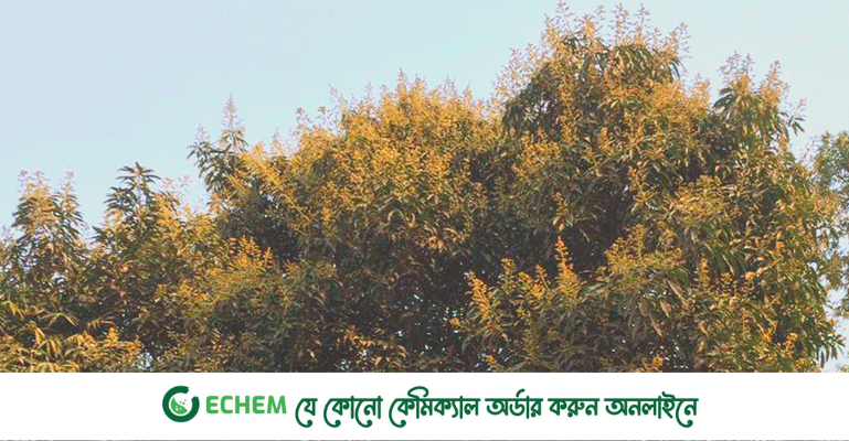 আমের মুকুলের মৌ মৌ ঘ্রাণে মুগ্ধতা ছড়াচ্ছে