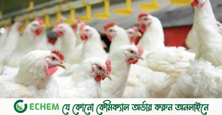 রমজানের প্রথম দিনই কিছুটা কমেছে ব্রয়লার মুরগির দাম