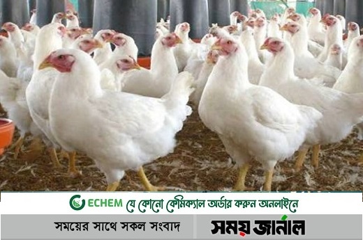 অবশেষে ২০০ টাকায় নামলো ব্রয়লার মুরগির দাম