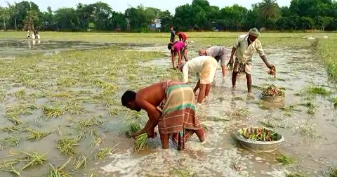 ফরিদপুরে শিলাবৃষ্টিতে পেঁয়াজের ব্যাপক ক্ষতি: দুশ্চিন্তায় কৃষক