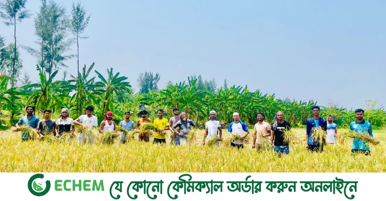 কৃষকের পাকা ধান কেটে ঘরে তুলে দিলো নোবিপ্রবি ছাত্রলীগ