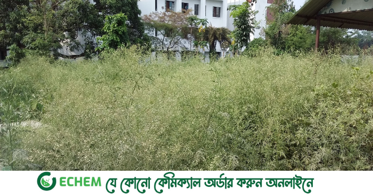 ইবি ক্যাম্পাসজুড়ে বিষবাষ্প ছড়াচ্ছে পার্থেনিয়াম, নির্লিপ্ত প্রশাসন