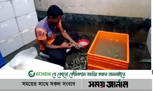 ঠেকানো যাচ্ছে না চিংড়িতে অপদ্রব্য পুশ