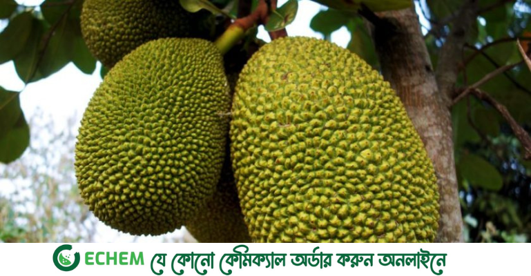 নরসিংদীতে জমে উঠেছে কাঠালসহ বিভিন্ন ফলের বাজার