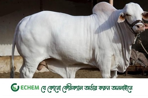 সাধারণত পরিবারপ্রধানের ওপরই কোরবানি ওয়াজিব
