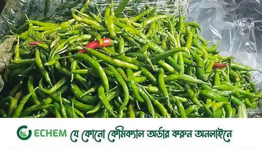 ঝাঁঝ বাড়ছে কাঁচা মরিচের: হাত বদলেই ২০০ টাকা