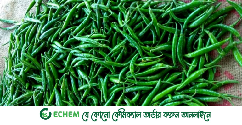 হু হু করে কমছে কাঁচা মরিচের দাম