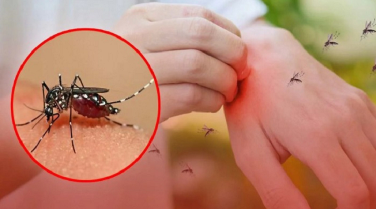 বর্ষায় মশার উৎপাত বেড়েছে? তাড়াতে যা করবেন