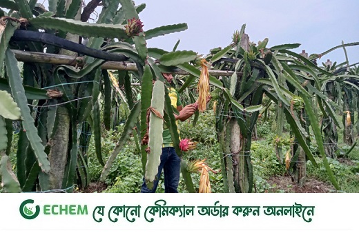 ড্রাগন চাষে নতুন উদ্যোক্তা ধীরে ধীরে বাড়ছে