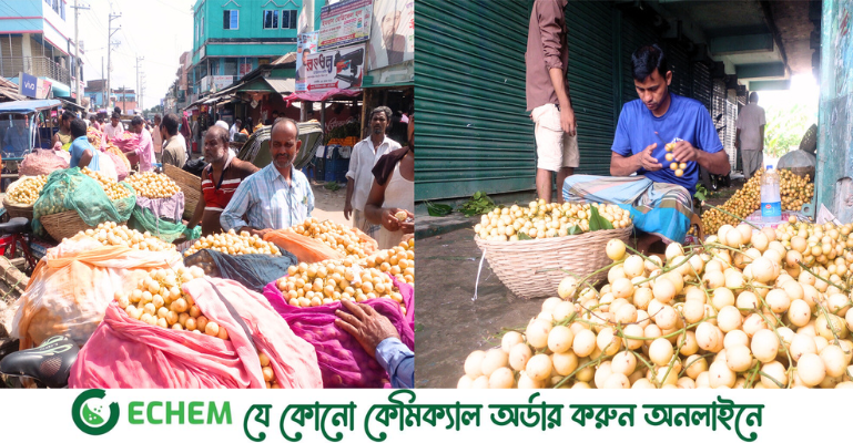 নরসিংদীর লটকনের বাজার এখন ৩৫০ কোটি টাকার, যাচ্ছে বিদেশেও