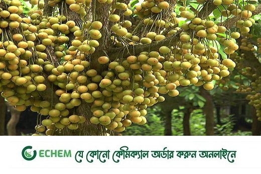 জংলি ফল লটকন: পুষ্টিগুনে ভরপুর ও পুঁজি পরিশ্রম কম, লাভ বেশি