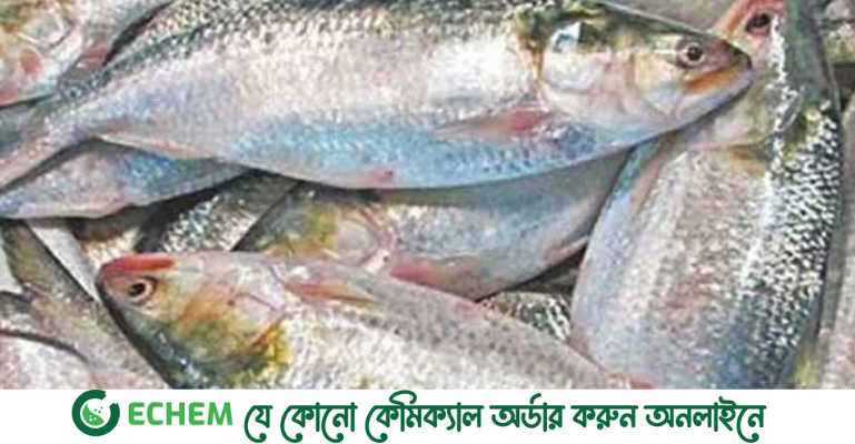 মৌসুমের অর্ধেক শেষ, তবু ইলিশের দেখা নেই