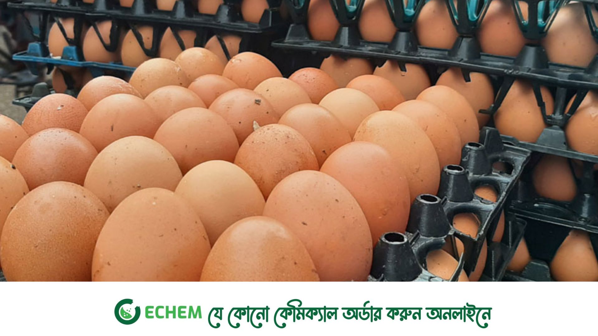 এক পিস ১৫ টাকা, লোভ বেড়েছে ‘ডিম সিন্ডিকেটে’র