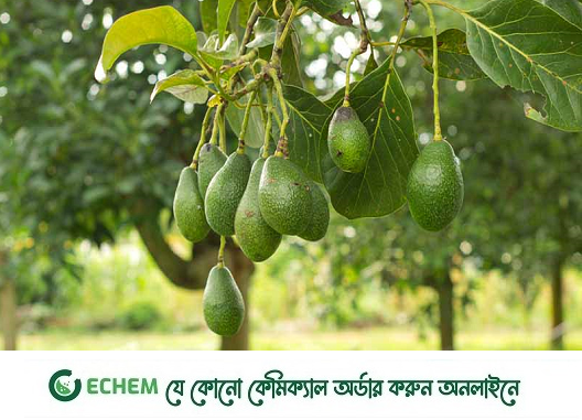 পশ্চিমা ফল অ্যাভোকাডো চাষে সফল তরুণ কৃষি উদ্যোক্তারা