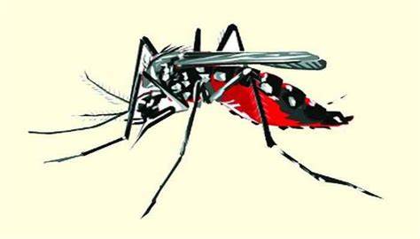 ডেঙ্গুতে ভয়ঙ্কর আগস্ট