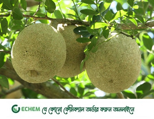 অযত্নে বেড়ে উঠা কদবেল গাছ, এখন অনেক পরিবারের স্বপ্ন