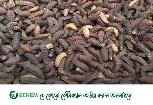 বিটল পোকা চাষে সফল খামারিরা