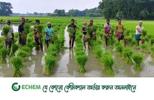 লক্ষ্মীপুরে বিপুল উৎসাহে কৃষকরা আমন ধান রোপনে ব্যস্ত