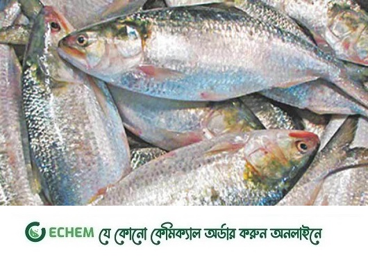 বেড়েছে সরবরাহ, দামও কিছুটা কম: তবে সাগরের ইলিশ
