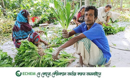 বিলেতি ধনে পাতা: স্বাবলম্বী হচ্ছেন কালীগঞ্জের মোক্তারপুরবাসী