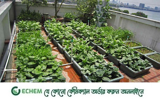 আশ্বিনে শীতকালীন সবজি, ছাদ বাগানে মিটবে পরিবারের চাহিদা