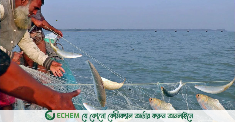 ইলিশ ধরা বন্ধ থাকবে ২২ দিন