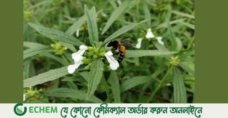 উত্তরাঞ্চলে হারিয়ে যাচ্ছে ঔষধি গাছ ‘শ্বেতদ্রোণ’