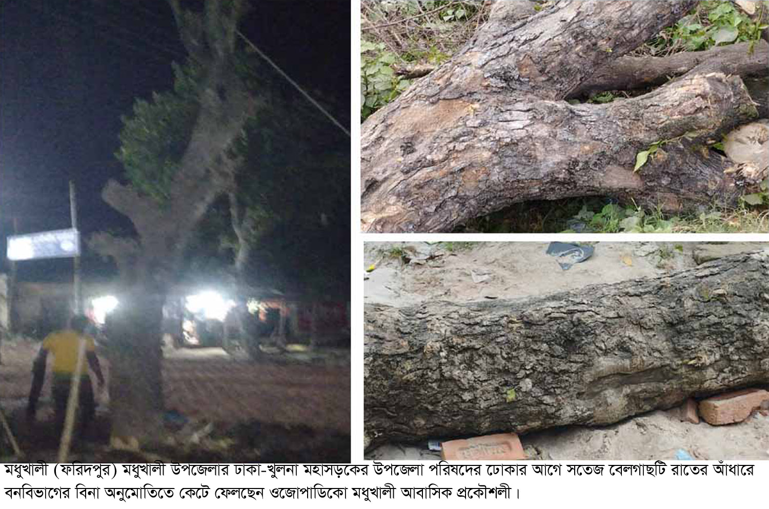 মধুখালীতে বনবিভাগের গাছ কাঁটলো বিদ্যুৎ বিভাগ